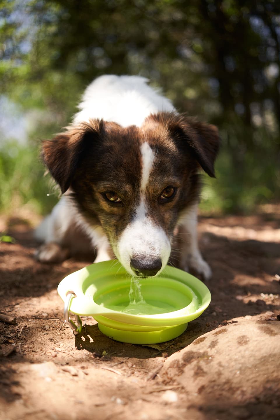 A guide to hiking with your dog